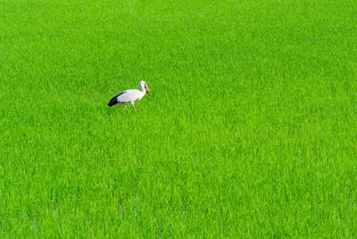 Bird perching on grass