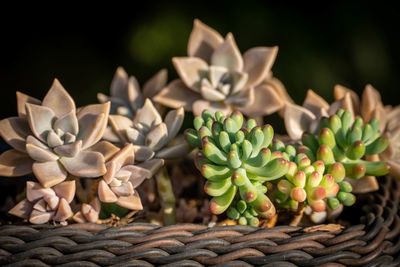 Close-up of succulent plant