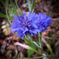 Close-up of purple flowers blooming