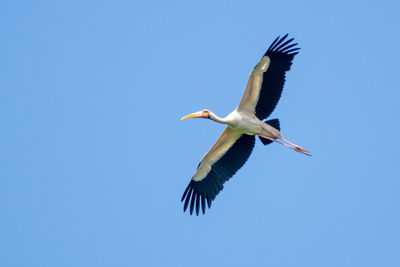 Low angle view of bird flying