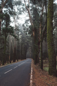 Empty road along trees in forest