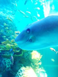 Fish swimming in sea