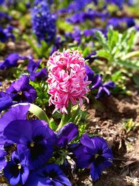 Close-up of purple flower