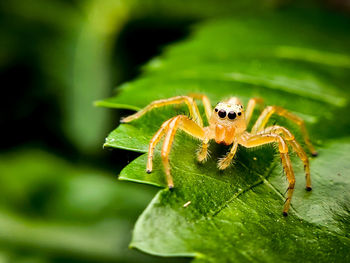 Close-up of spider on leaf