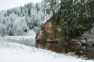 Trees growing by lake in forest during winter