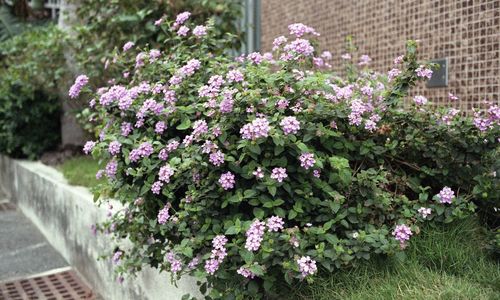 Pink flowers blooming in park