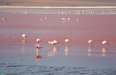 Flamingos flamboyance grazing in laguna colorada, the red lagoon in bolivian altiplano,  bolivia,