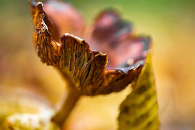 Close-up of dry leaf on wood