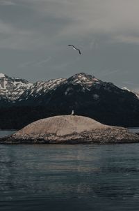 Birds flying over sea against mountain range