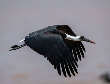 Close-up of bird flying against sky