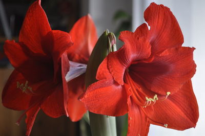 Close-up of red flowering plant