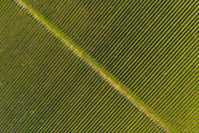 Full frame shot of palm leaves