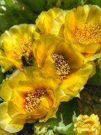 Close-up of yellow flowering plant