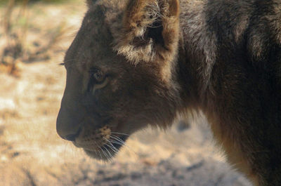 Close-up of a young lion looking away