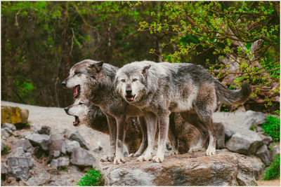 Majestic creatures grey wolves