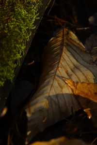 Close-up of autumn leaves