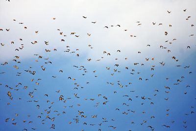 Flock of birds in the sky