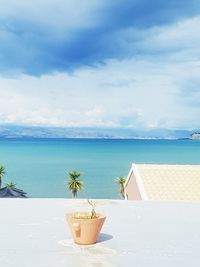 Potted plant on retaining wall by sea against sky