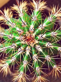 Close-up of cactus plants