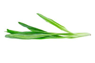Close-up of green leaf against white background