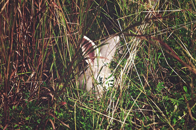 High angle view of grass on field