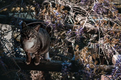 Portrait of a cat sitting on plants