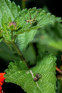 Close-up of insect on leaf