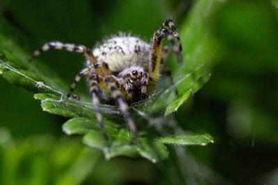 Close-up of spider on plant