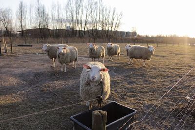 Sheep standing on ground