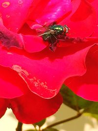 Close-up of insect on flower