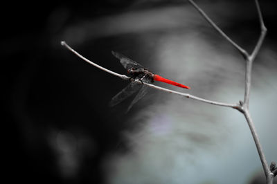 Close-up of dragonfly flying