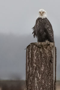 Eagle perching on wooden post