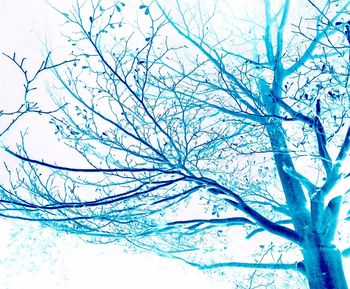 Low angle view of bare tree against blue sky