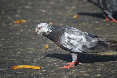 Close-up of pigeon eating food