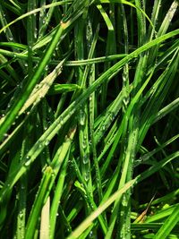 Full frame shot of wet grass on field during rainy season
