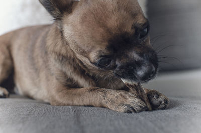 Close-up of a dog resting