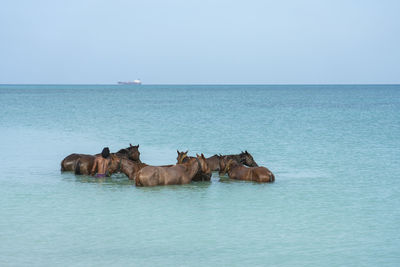 Man washing his horses in the turquoise water in the atlantic ocean.