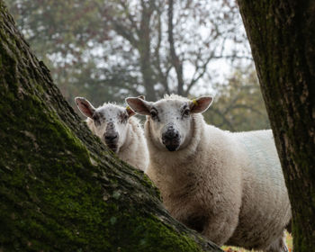 Portrait of sheep on tree trunk