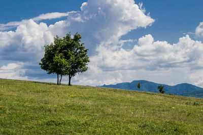 Tree on field against sky