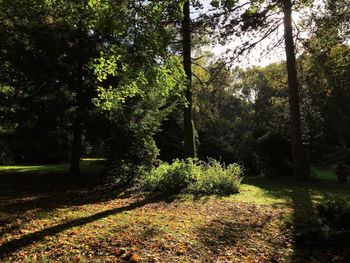 Trees in forest