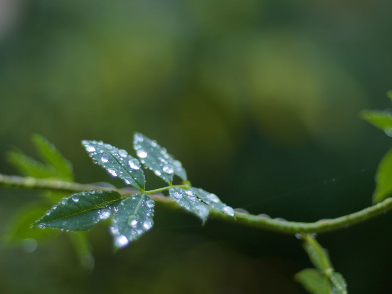 CLOSE-UP OF WET LEAVES