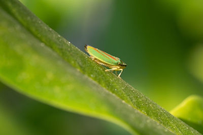 Rhododendron leafhopper, graphocephala fennahi, vermin in the gardens