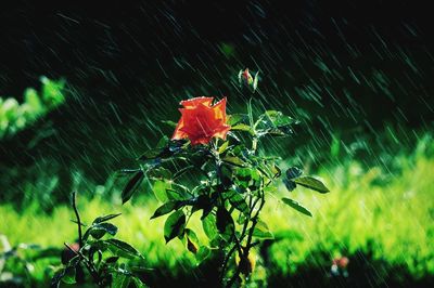 Close-up of red flowering plant