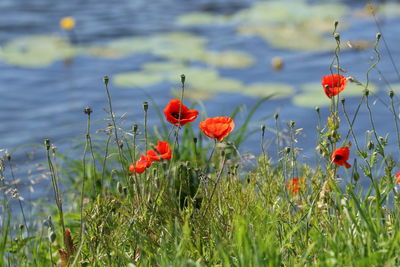 Close-up of red poppy flowers growing on field