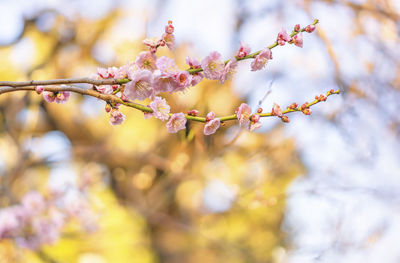 Close-up on a pink plum tree flowers in bloom against a bokeh background.