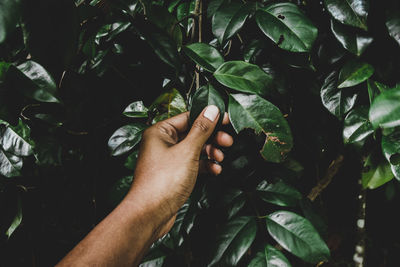 Close-up of hand holding leaf on plant