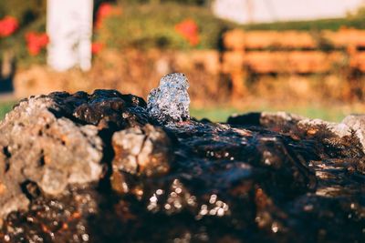 Close-up of lizard on rock