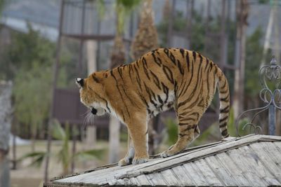 Close-up of cat against blurred background
