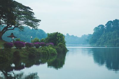 Reflection of trees in lake
