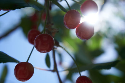 Low angle view of fruits growing on tree